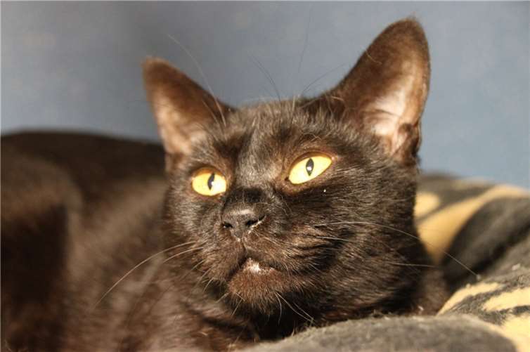 Katze Pia.  Foto: privat