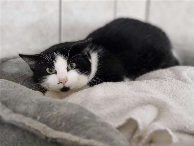 Katze „Ria“ wartet im Mayener Tierheim auf ein neues Zuhause. Foto: Sybill Limbach