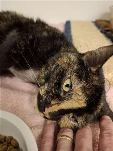 Katze Rilly erholt sich von ihrer schweren OP.