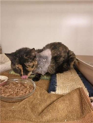 Katze Rilly musste wegen eines Tumors das linke Vorderbein amputiert werden.