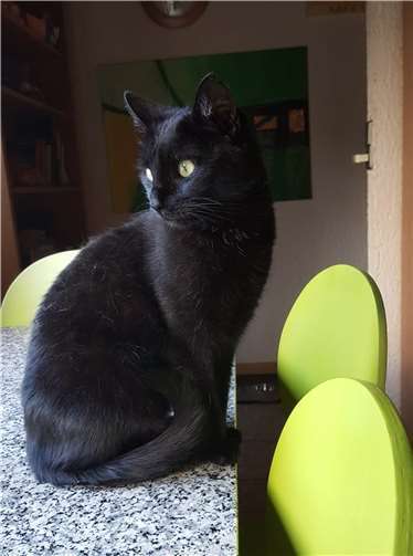 Katze Sunshiny.