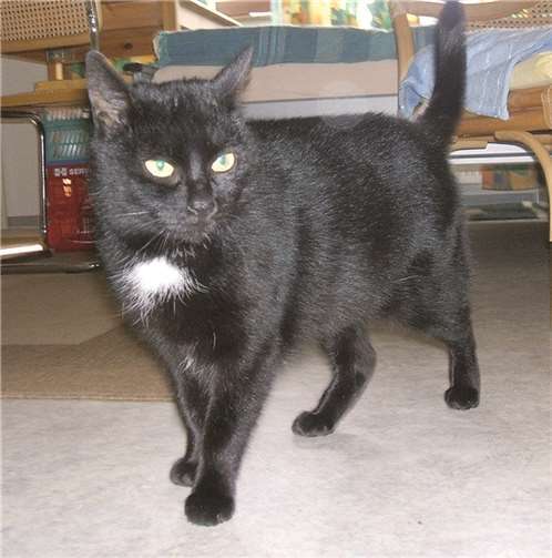 Katze Susi sucht tierliebende Menschen. privat