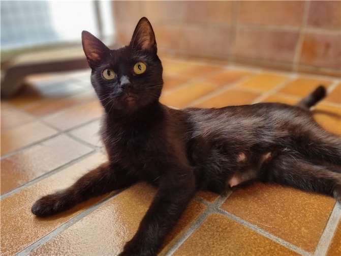 Katze Thea wartet im Tierheim mayen auf liebe Menschen.  Foto: privat