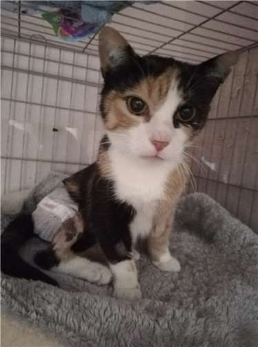 Katze mit gebrochenem Hinterlauf. Foto: Tierschutz Siebengebirge