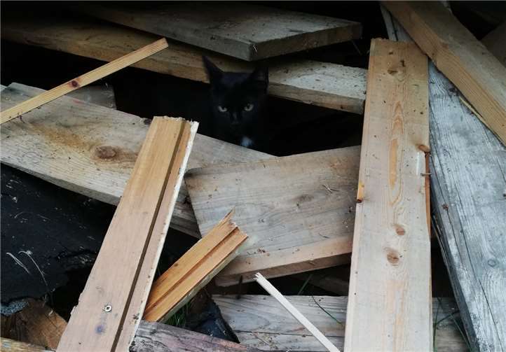 Katze schaut aus dem Bretterhaufen heraus.