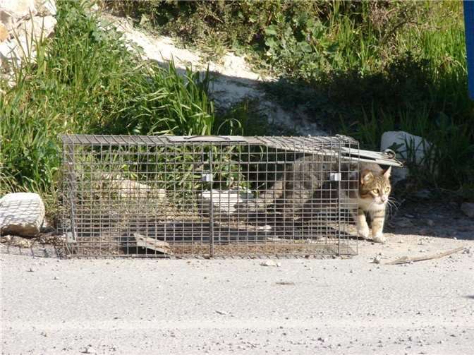 Katzen-Kastrationsaktion. Fotos: Tierschutz Siebengebirge, Antje Firmenich