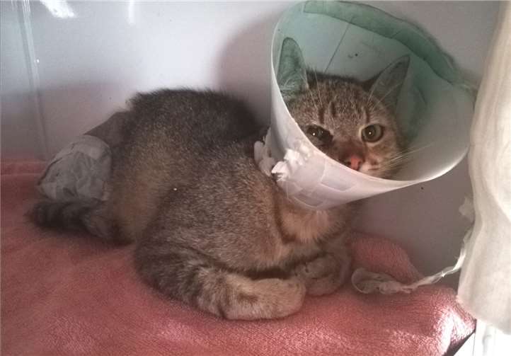 Katzen-Quarantäne-Boxen gehören zur Grundausstattung im Tierschutz Siebengebirge, damit verunfallten, kranken, ausgesetzten Tieren geholfen werden kann.Foto: Tier-, Natur- und Artenschutz Siebengebirge e.V.