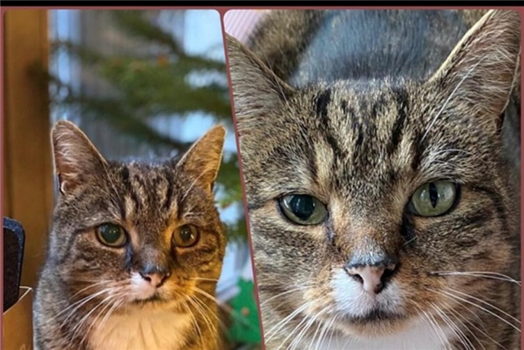 Katzen-Senior Dobby wird von seiner Familie sehr vermisst. Foto: privat