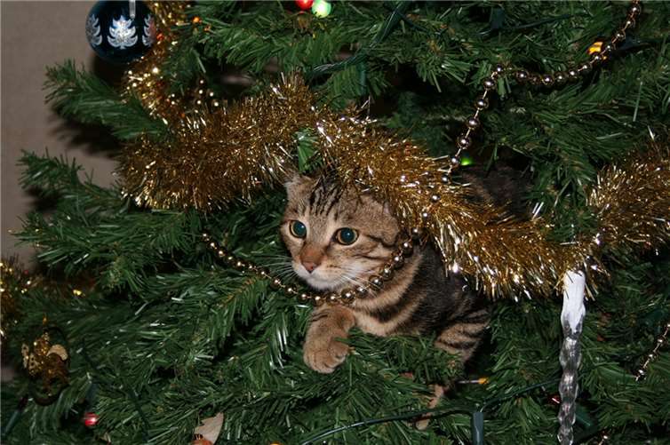 Katzen im Weihnachtsbaum: Das sieht süß aus, kann aber für die Tiere gefährlich sein.  Foto: pixabay.com