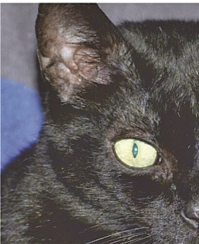 Katzen sind kleine Persönlichkeiten mit einem ausgeprägten Charakter. privat