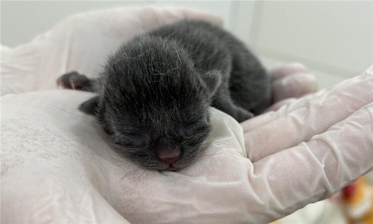 Katzen sind schwer krank, unterernährt oder in einem besorgniserregenden Allgemeinzustand.  Foto: privat