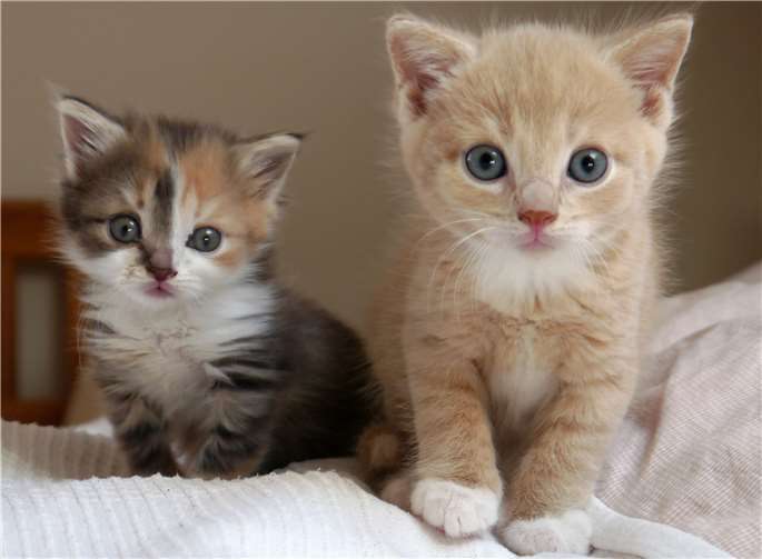 Katzenbabys sind zuckersüß, machen den Tierschützern aber jedes Jahr das Leben schwer, weil hunderte von ihnen in Tierheimen landen oder ohne menschliche Zuwendung jämmerlich sterben. Foto: Doris Litz