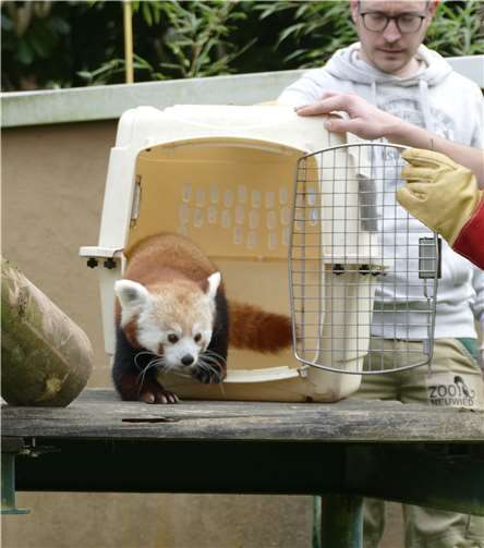 Katzenbär-Weibchen Laya machte ihre ersten Schritte ins neue Zuhause. Foto: Eva Fritsch