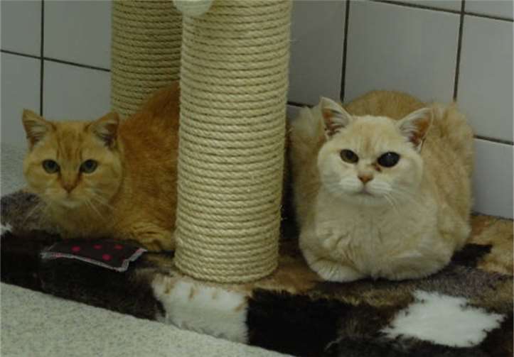 Katzendame Alice und "ihr" Kater Dicker suchen nach einem neuen Herrchen.privat