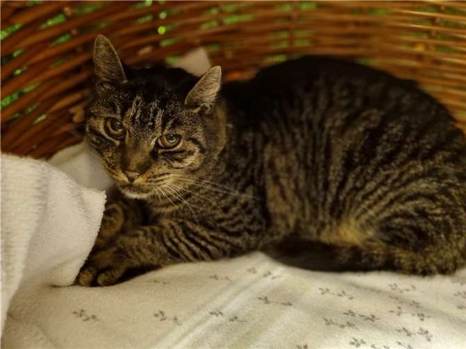 Katzendame „Amalia“ sucht ein ruhiges Zuhause.  Foto: privat