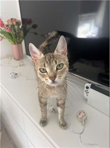 Katzendame „April“ aus dem Tierheim in Mayen.  Foto: Sybill Limbach