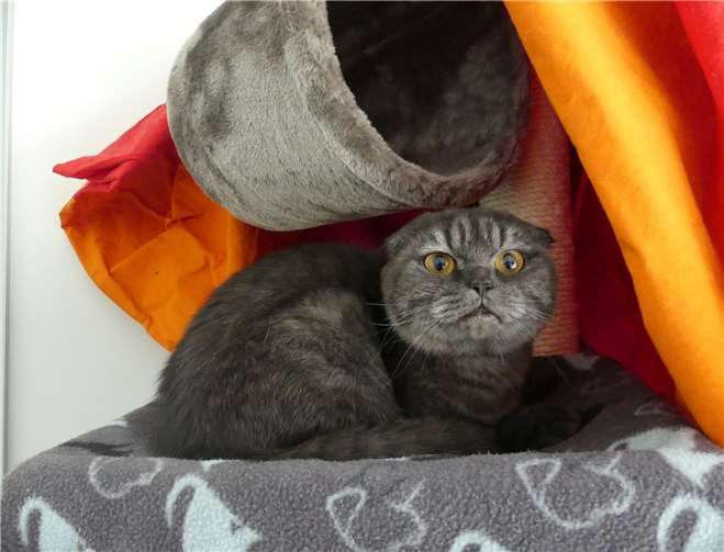 Katzendame Baggy. Fotos: privat