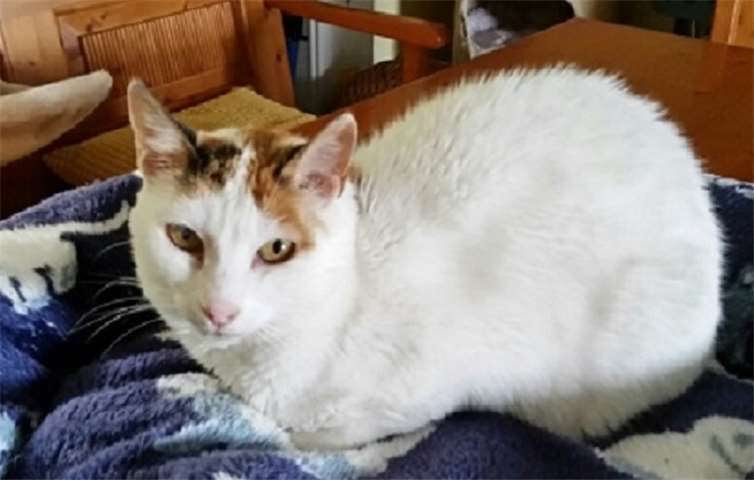 Katzendame Chicka liebt es zu kuscheln.Privat