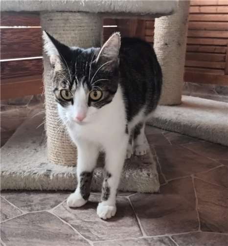 Katzendame Fiona.  Foto: privat