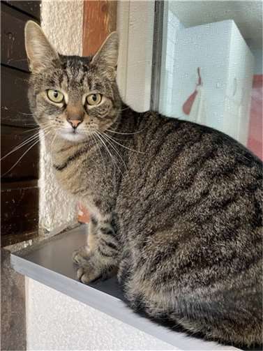 Katzendame Loni.  Foto: privat