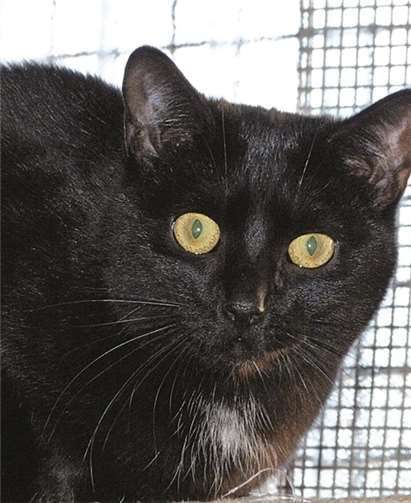 Katzendame Milli braucht Unterstützung. privat