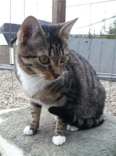 Katzendame Nala, circa ein Jahr und acht Monate alt.Privat