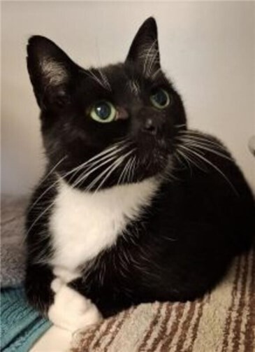 Katzendame Nelly.Foto: Anja Kalisch