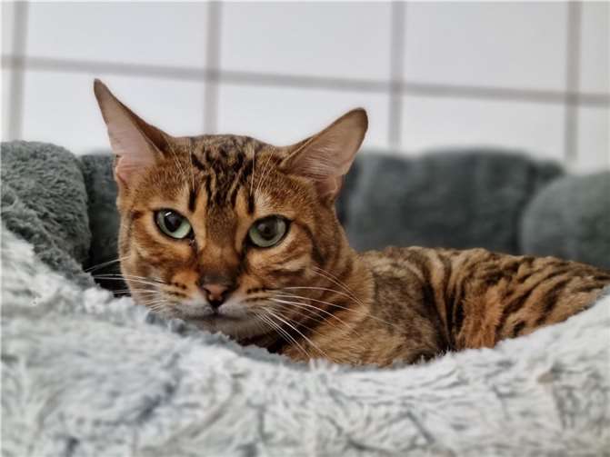 Katzendame „Puna“ aus dem Tierheim in Mayen.  Foto: Sybill Limbach