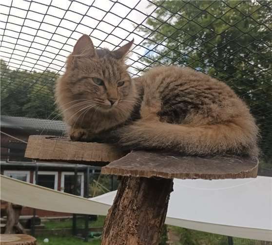 Katzendame Smilla.  Foto: privat