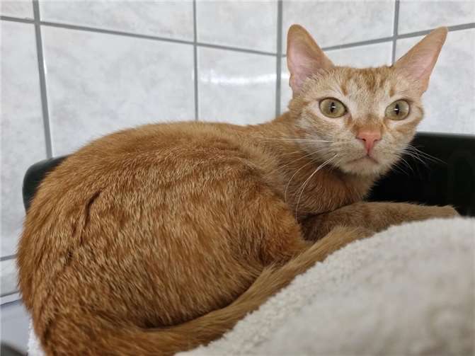 Katzendame „Spaska“ aus dem Tierheim in Mayen.  Foto: Sybill Limbach