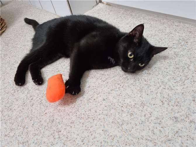 Katzendame Wilma.  Foto: privat
