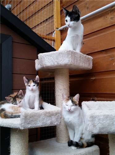 Jede Katze wird bestmöglich versorgt Katzenfamilie im Außengehege des Quarantänebereichs