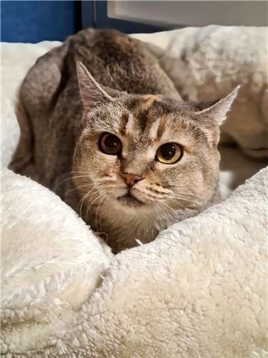 Katzenmädchen Julie.  Foto: privat