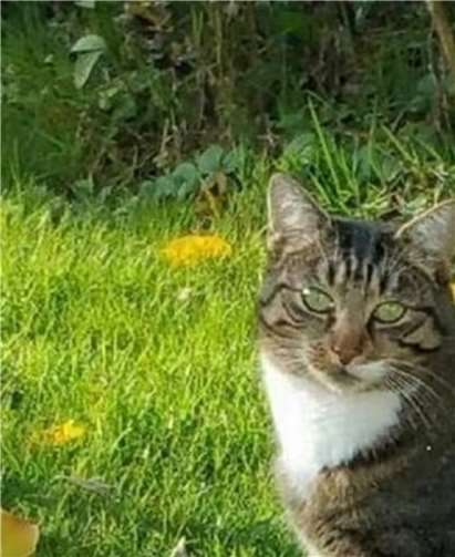 Katzenmädchen Kessy ist gern die Chefin im Haus.Foto: privat