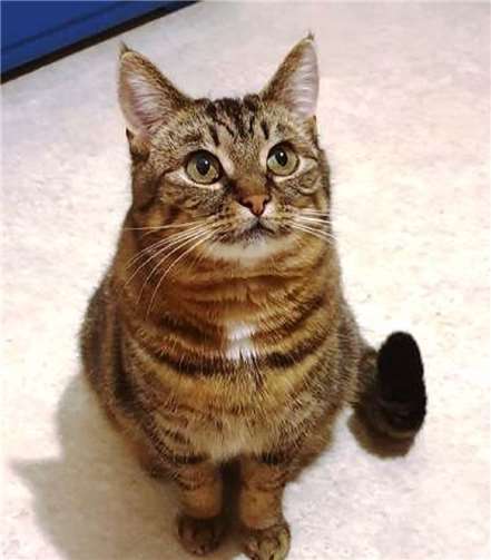 Katzenmädchen Lady.