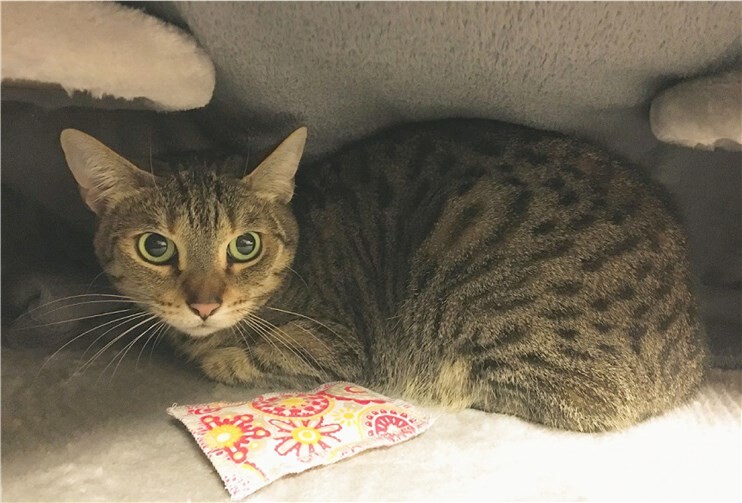 Katzenmädchen Lilly.Foto: Tierheim u. Tierschutzverein Kreis Ahrweiler e.V.