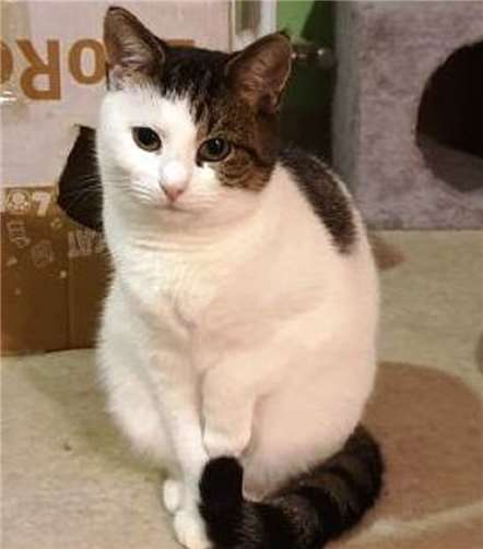 Katzenmädchen Luana.Fotos: Patricia Klumski, Tierschutz Siebengebirge