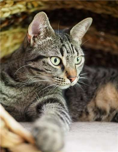 Katzenmädchen Maya.