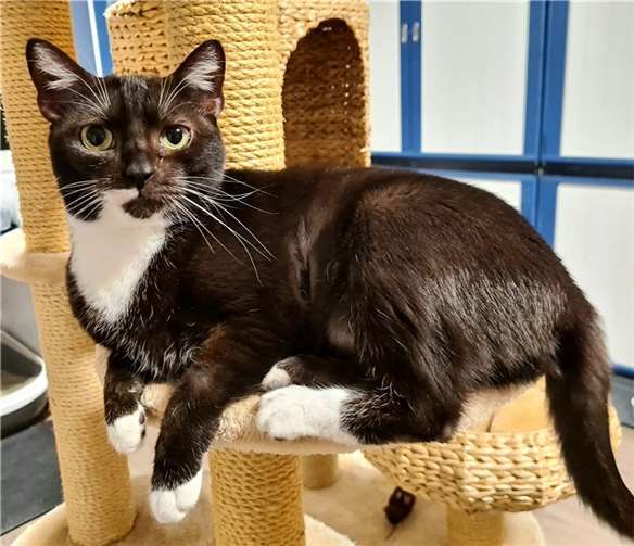 Katzenmädchen Nelly.  Foto: privat