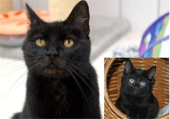 Katzenmama Gunilla und ihre Tochter Greta suchen ein liebevolles Zuhause.privat