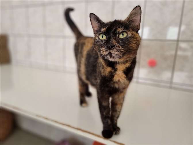 Katzenmama „Leona“.  Foto: Sybill Limbach