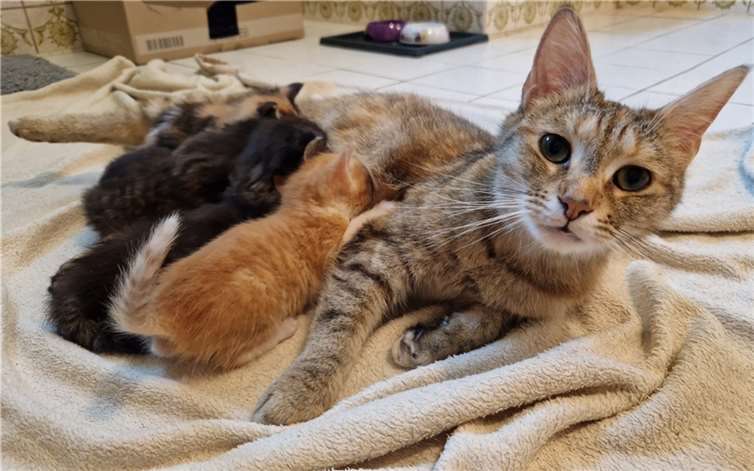 Katzenmutter Susi mit fünf Kitten. Quelle: Katzenschutzfreunde Rhein-Ahr-Eifel e. V.