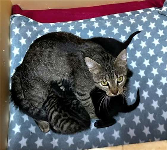 Katzenmutter mit ihren 4 Kitten nach der Rettung.  Fotos: Katzenschutzfreunde Rhein-Ahr-Eifel e.V.