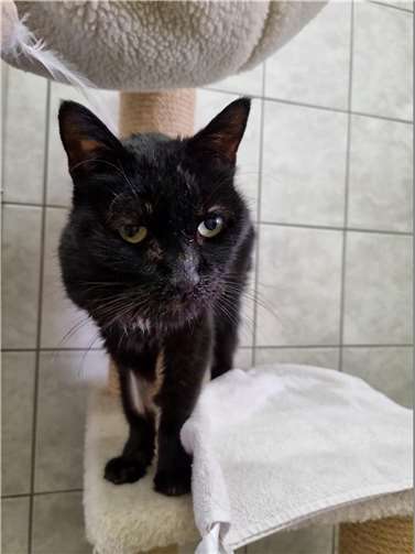 Katzenoma „Blacky“.  Foto: Sybill Limbach