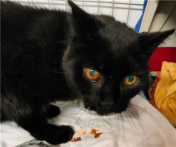 Katzenopi Pedro. Foto: Tierheim u. Tierschutzverein Kreis Ahrweiler e.V.