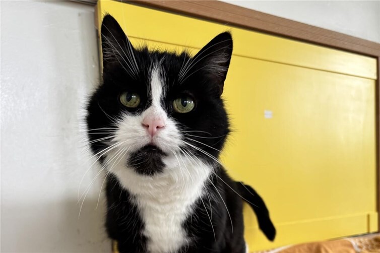 Katzensenior Jay-Kay sucht gemütlichen Platz auf der Couch
