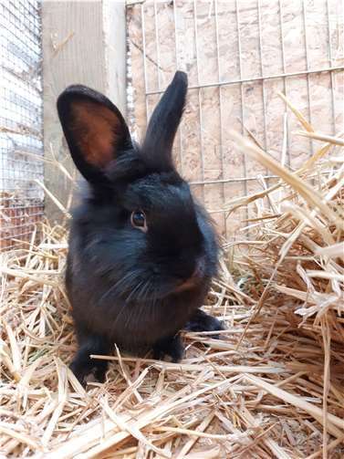 Kaya.Foto:Tierheim u. Tierschutzverein Kreis Ahrweiler e.V. , Claus Krah