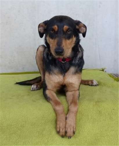 Kaylie ist eine freundliche und sensible zweijährige Hündin.  Tierheim Andernach