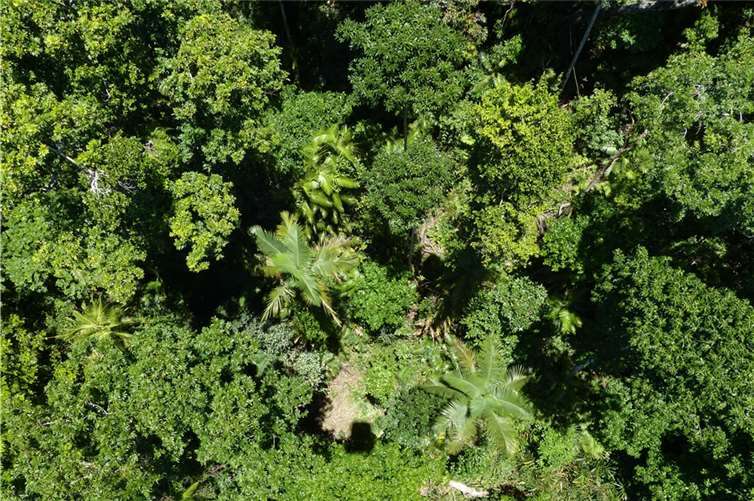 Kein Ausweg! Die Tiefen des Dschungels...Foto:Dieter Schütz/pixelio.de