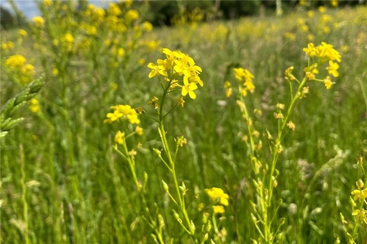 Kein Raps, kein Senf. Es ist die blühende orientalische Zackenschote, die hier heimische Pflanzen und spezialisierte Insekten gefährdet.